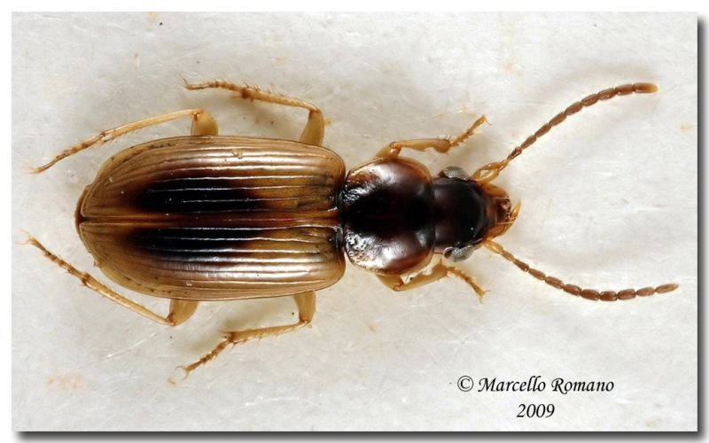 Carabidae Madonie Castelbuono 22 luglio 2002 02bis.jpg