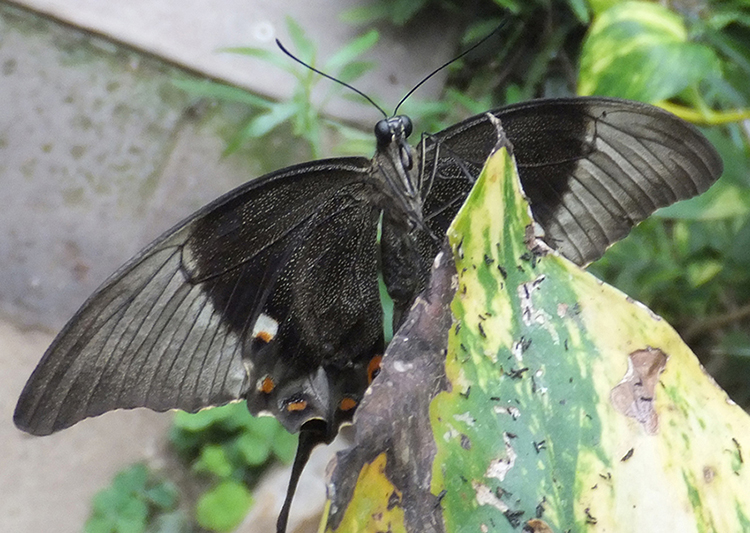 Casa delle Farfalle - Papilio palinurus underwings.JPG