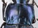 Carabidae Karaman6.jpg