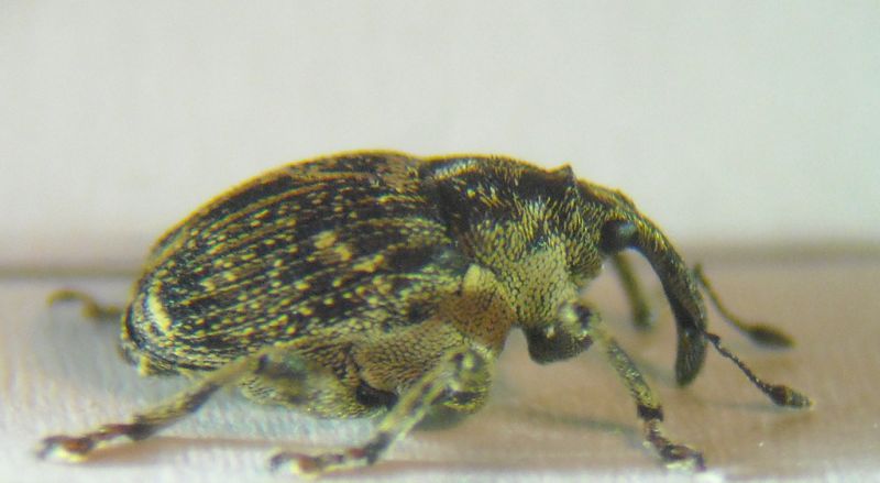 Thamiocolus 009 A.jpg