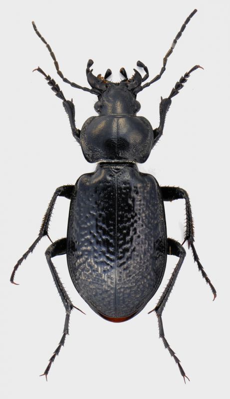 Carabus-Iran.jpg