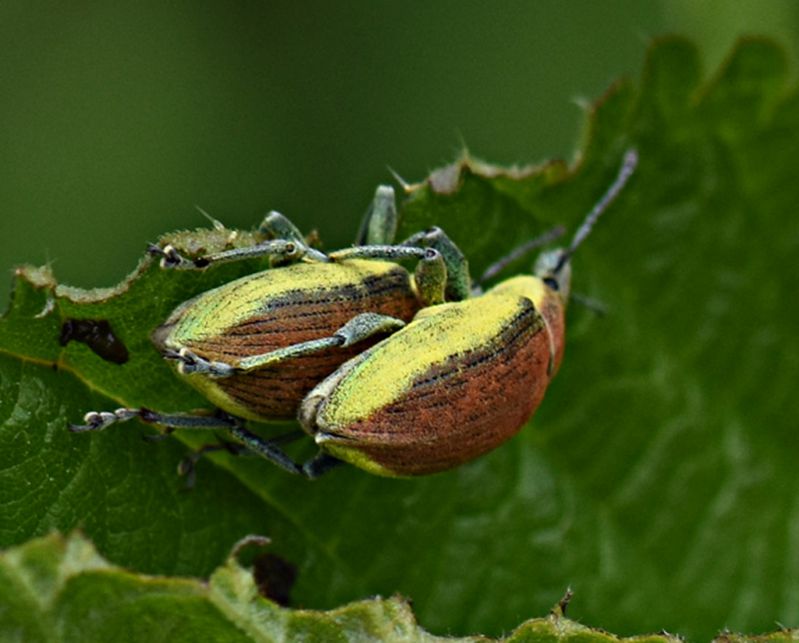 Curculionidae3.JPG