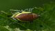 Curculionidae4.JPG
