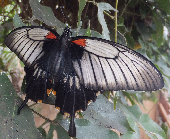 Casa_delle_Farfalle_-_Farfalla_non_identificata_01.jpg