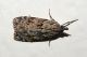 Eudonia-sp.jpg