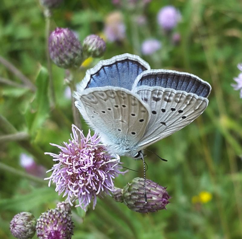 Polyommatus.jpg