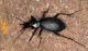 Carabus sp. Ordu Ev2.jpg