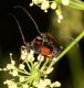 Cerambycidae Trabzon5.jpg