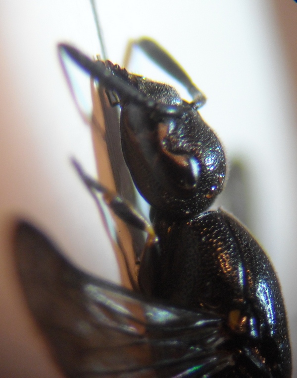 Microdynerus 11 003 A.jpg