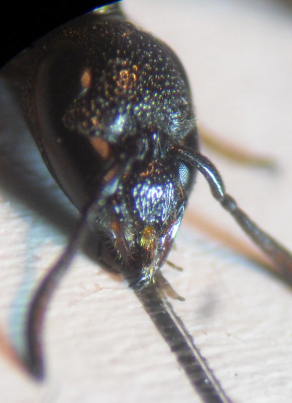 Microdynerus 22 005 A.jpg