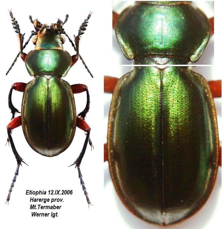 Calosoma (Carabophanus) arrowi Breuning, 1928.JPG