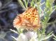 DSCN8866.JPG