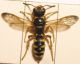 Cerceris 005 A.jpg
