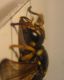 Cerceris 009 A.jpg