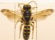 Cerceris 002 A.jpg