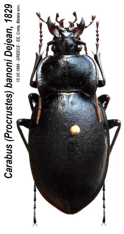 Carabus (Procrustes) banoni Dejean, 1829 - Kopie.JPG