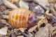 Pachypus_candidae_femmina_Marina_Camerota_2017_Labriola_1438_1000.jpg