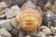 Pachypus_candidae_femmina_Marina_Camerota_2017_Labriola_1452_1000.jpg