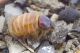 Pachypus_candidae_femmina_Marina_Camerota_2017_Labriola_1464_1000.jpg