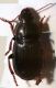 harpalus_8_ostia_170617.jpg
