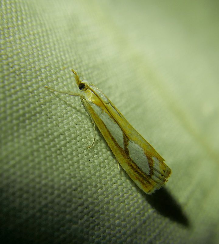 Catoptria cfr permutatellus.JPG