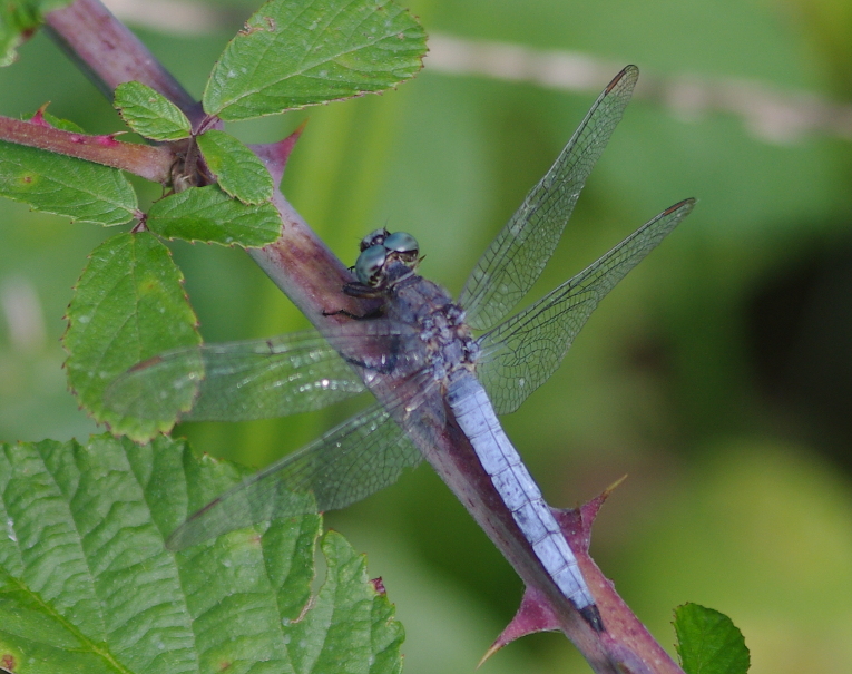 IMGP7391_Orthetrum_Q-can_coe_y_sm.JPG