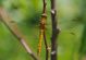 IMGP7460_Orth_coerulescens_y_sm.JPG