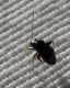 Halticus sp. 1.jpg