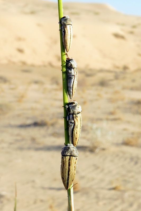 Acmaeodera pubiventris yumae, Algodones Dunes, 2017.07.03 (06).JPG