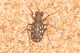 Lophyra flexuosa. RNO Foce fiume Belice (TP). 28 Maggio 2010 (5).jpg