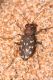 Lophyra flexuosa. RNO Foce fiume Belice (TP). 28 Maggio 2010 (17).jpg