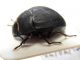 Tenebrionidae Bardello 1.jpg