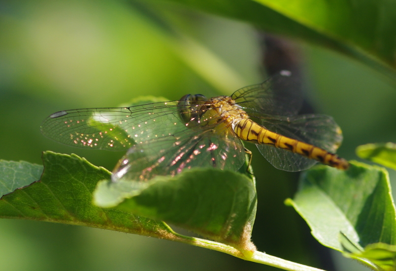 IMGP7624_Dragonfly_y_sm.JPG