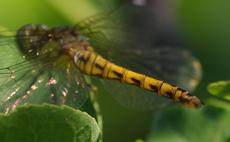 IMGP7623_Dragonfly_tail_sm.JPG