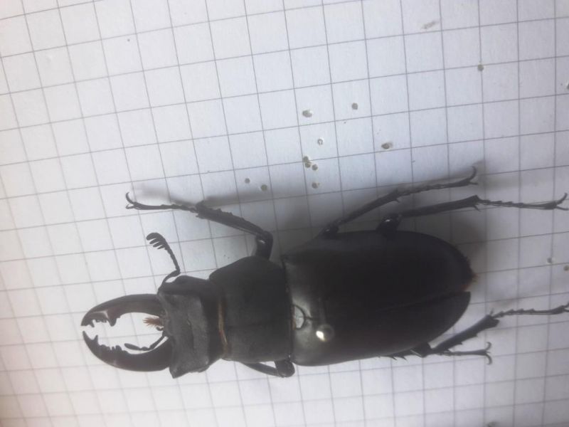 Lucanus.jpg