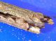 larva ginestra.jpg