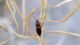 Mulsanteus guillebelli .JPG