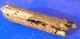 larva ginestra2.jpg