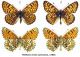 Melitaea cinxia (Linnaeus, 1758).jpg