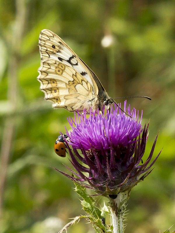 Melanargia_galathea_f_8324.jpg