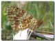 Melitaea aetherie maschio, rovescio.jpg_2006526225849_Melitaea aetherie maschio, rovescio.jpg