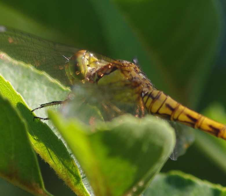 IMGP7619_Dragonfly_sm.JPG