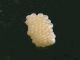 Ostrinia_nubialis_ovature (2).jpg