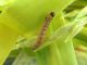Ostrinia_nubialis__Piralide_del_mais_larva.jpg