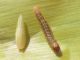 Ostrinia_nubialis_Piralide_del_mais_larva (2).jpg