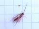 Hymenoptera_Ichneumonidae_parassitoide.jpg