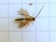 Hymenoptera_Ichneumonidae_parassitoide_2.jpg