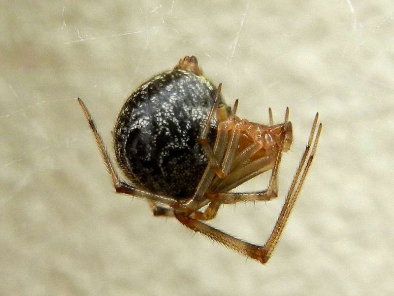 Theridiidae sp. SME Nord 15 VII 2017 029.JPG