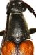 Stenurella melanura (Linnaeus 1758)10mm u.jpg