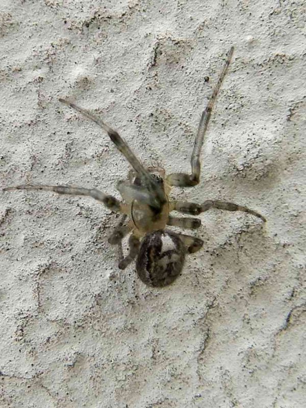 Theridion sp. SME Sud  13 II 2017 021.JPG